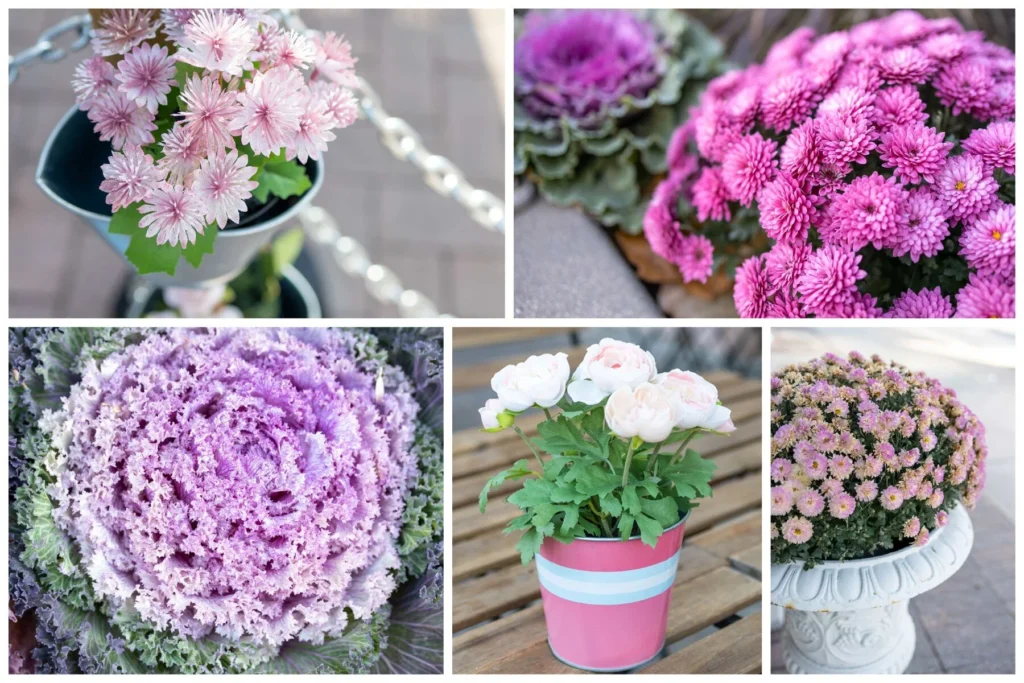 Colours of Mississauga pink
