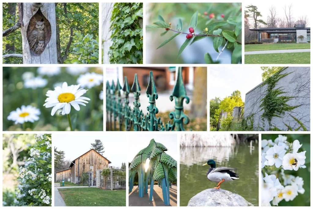 greenery in Mississauga