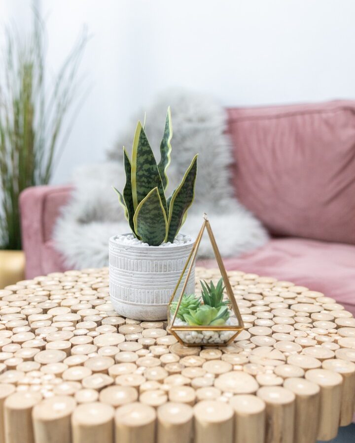 Small terrarium and snake plant on woven table with pink sofa background, modern home decor stock image.